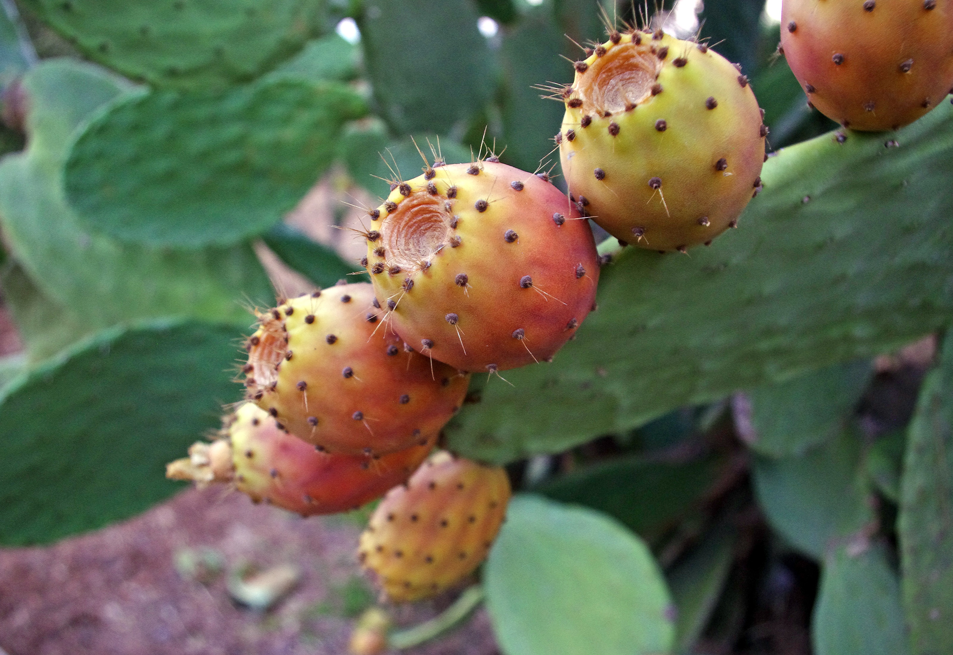 Fichi d’India, frutto del mediterraneo